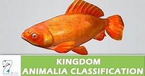 Kingdom Animalia Classification
