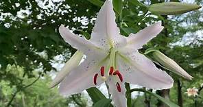 Casa Blanca Lily Fragrant Blooms 😍