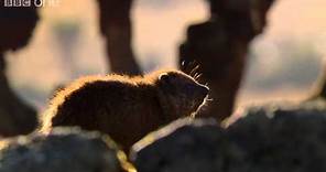 Hyrax sunshield - 24 Hours on Earth: Preview - BBC One