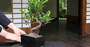 My Ficus Bonsai is dropping leaves