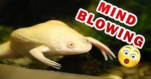The ULTIMATE Albino African Clawed frog Care Guide for beginners
