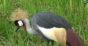 Moment of the Week: Two Grey Crowned Cranes Serenade Each Other