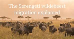 The Serengeti Wildebeest Migration Explained | Expert Africa