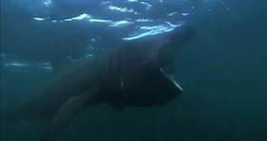 Basking Sharks - Hebrides: Islands on the Edge - Episode 4 Preview - BBC Two