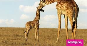 Serengeti: Μία εντυπωσιακή σειρά ντοκιμαντέρ του BBC σε Α’ Τηλεοπτική Μετάδοση