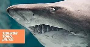 ¡Descubre los secretos del tiburón toro: Datos asombrosos que te dejarán boquiabierto!
