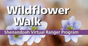 Virtual Wildflower Walk in Shenandoah National Park