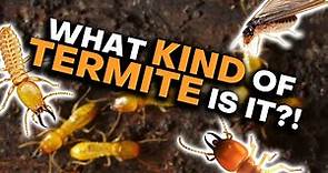 How To Tell Termites Apart!