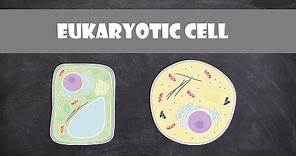 Eukaryote Cell Structure and Function | Cell Biology