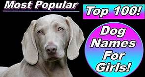 Top 100 Dog Names For Girl with Meanings and Origins!