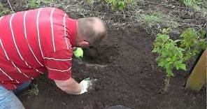 How to Grow Raspberries - Transplanting Starts (VIDEO)