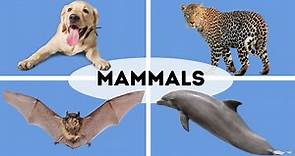 10 Traits of Mammals