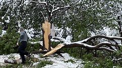 Where To Drop Off Those Broken Tree Branches, Other Yard Debris - CBS Colorado