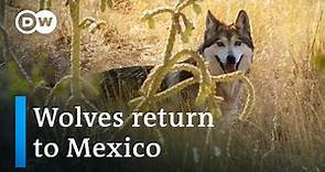 Mexico: The return of 'los lobos' | Global Ideas