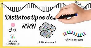 Distintos TIPOS DE ARN [Mensajero, ribosomal y de transferencia]