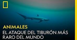 El ataque de tiburón más raro del mundo | NATIONAL GEOGRAPHIC ESPAÑA