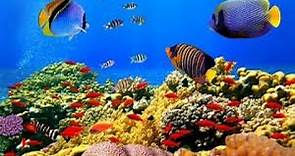 Australia - Grande Barriera Corallina .