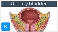 Urinary bladder: function, blood supply and innervation - Human Anatomy | Kenhub
