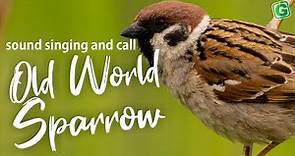 Old World Sparrow Bird Song Call Sound And Chirping