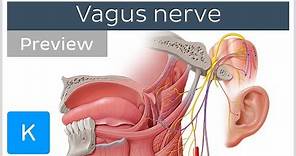 Vagus nerve: location, branches and function (preview) - Neuroanatomy | Kenhub