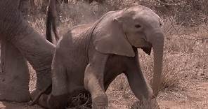 Elephant Mother Faces Horrible Decision | Africa | BBC Earth