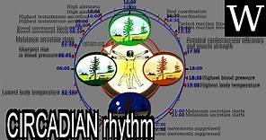 CIRCADIAN rhythm - WikiVidi Documentary