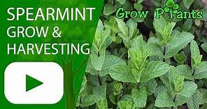 Spearmint - growing and harvesting (Garden mint)