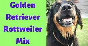 Golden Retriever Rottweiler Mix: A Complete Guide to Golden Rottweiler
