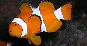 Facts: The Ocellaris Clownfish