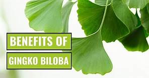 5 Possible Benefits of Ginkgo Biloba