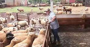 Criação de ovinos - Texel e Ilê de France.