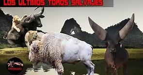 Este es el Toro mas Salvaje del mundo – ESPECIES DE TOROS SALVAJES