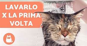 Lavare il gatto IN CASA per la prima volta – Fare il bagno al gatto ADULTO