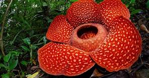 Mengenal Rafflesia, Bunga Langka dan Terbesar di Dunia