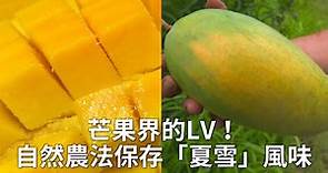 芒果界的LV！自然農法保存「夏雪」風味｜自然農法｜夏雪芒果