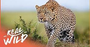 Africa's Most Secretive Big Cats | Leopards Of Dead Tree Island | Real Wild