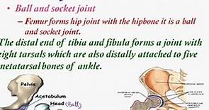 kinds of joints in hind limb, Bones of Feet and Joints - video Dailymotion