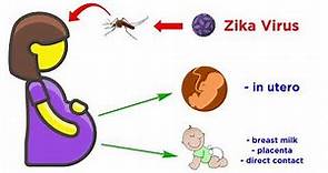 Zika Virus (Genus Flavivirus)