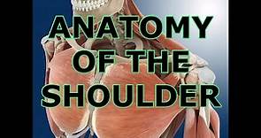 ANATOMY OF THE SHOULDER