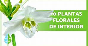 10 PLANTAS con FLORES para INTERIORES 🌺 (Nombres y Cuidados)