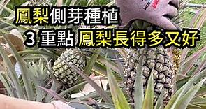 鳳梨(菠萝)側芽種植，掌握3重點，可以讓鳳梨一顆變好幾顆，長到吃不完 | 阿星種植