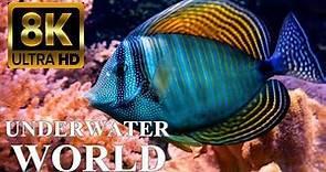 Underwater World 8K ULTRA HD – Marine Life, Sea Animals and Coral Reef