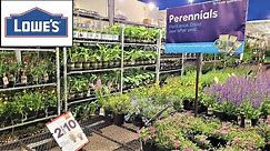 Lowes Garden Center PERRENIAL SALE! May 19th thru June 1st 2022. Comparison of Proven Winners Salvia