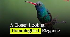 A Close Look at Hummingbird Elegance