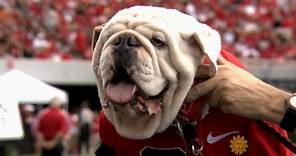 Meet University of Georgia mascot Uga the bulldog