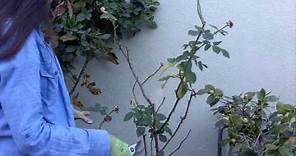 How to Prune Your Roses in 4 Easy Steps