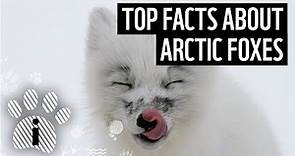 Top facts about Arctic foxes | WWF