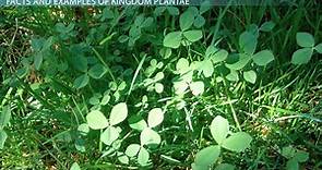 Kingdom Plantae | Definition, Characteristics & Classification