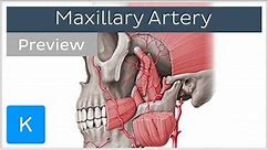 Maxillary Artery Anatomy Overview (preview) - Human Anatomy | Kenhub