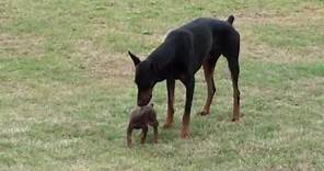 Doberman Puppy Meets The Big One